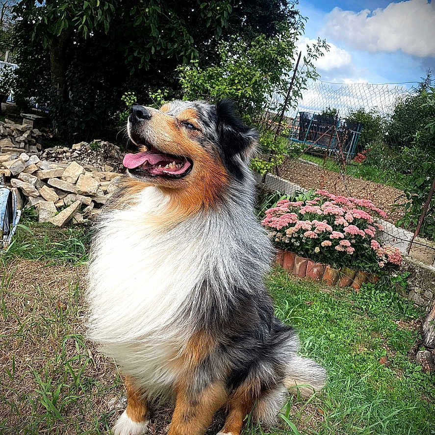 Malo a rejoint le concours — aidez-le/la à gagner de superbes lots ! animal, backyard, canine, collie, dog, field, flower, grass, grassland, lawn, nature, outdoors, pet, plant, puppy, soil, terrier, tree, vegetation, yard
