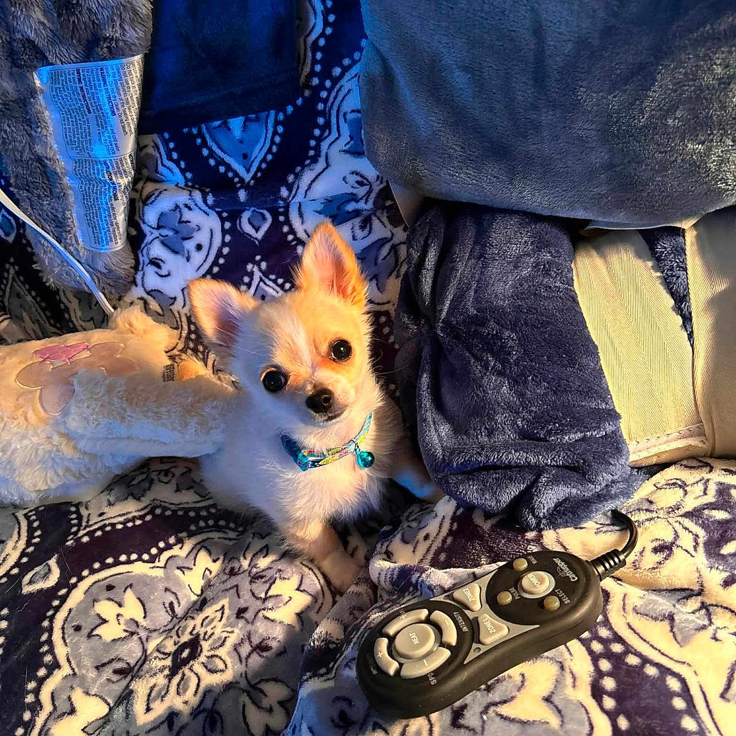 Scrappy is registered to the contest to win money with this photo: dog, puppy, small_dog, collar, remote_control, blanket, patterned_blanket, pillow, cozy, indoor, pet, cute, fur, animal, resting, sunlight, soft_texture, home, comfort, relaxation