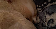 Scrappy is registered to the contest to win money with this photo: dog, sleeping, blanket, cozy, fur, close_up, indoor, comfort, rest, cute, pet, animal, warm, snuggle, soft, relaxation, home, texture, quiet, peaceful