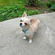 Scrappy joined the competition — help win amazing prizes! dog, small_dog, puppy, curious, outdoor, concrete, collar, bell, greenery, plants, brick_wall, sidewalk, fluffy, cute, pet, canine, nature, summer, garden, animal