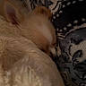 Scrappy joined the competition — help win amazing prizes! dog, sleeping, blanket, cozy, fur, snuggled, closeup, indoor, soft, resting, animal, cute, pet, warm, comfort, fur_texture, brown, white, relaxation, quiet