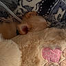 Scrappy joined the competition — help win amazing prizes! dog, puppy, sleeping, blanket, soft, fluffy, heart_patch, cozy, fur, snuggle, patterned_background, comfort, closeup, rest, warm, cute, pet, indoor, relaxation, animal