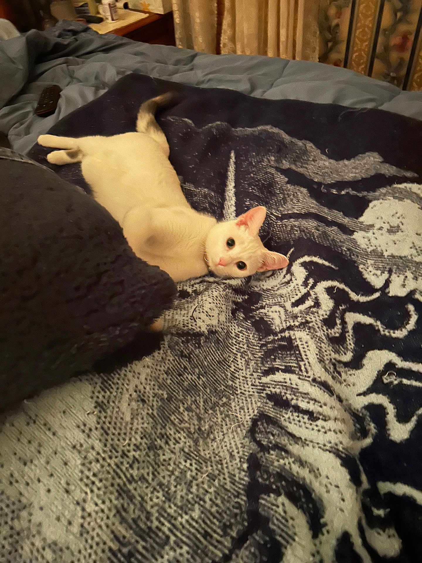 Tinkerbell is registered to the contest to win money with this photo: cat, white_cat, bed, blanket, pillow, indoor, furniture, resting, pet, curious, cozy, animal, sleepy, domestic, cute, lying_down, patterned_blanket, warm_lighting, relaxed, home