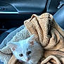 kitten, cat, white_cat, towel, car_interior, seat, fur, animal, pet, cute, curious, close_up, soft_texture, cozy, indoor, young_cat, small_animal, looking, wrapped, comfort