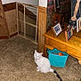 baby_gate, blue_storage_bin, carpet, cat, corner, decor, feline, flash, floor, home_interior, indoor, lamp, orange_toy, pet, pet_collar, picture_frames, wallpaper, white_cat, wood_paneling, wooden_table
