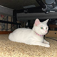 Tinkerbell is registered to the contest to win money with this photo: cat, white_cat, collar, carpet, under_bed, pet, animal, indoor, feline, resting, alert, curious, bed_frame, wallpaper, floral_pattern, pink_collar, fur, whiskers, floor, domestic_animal