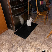 Tinkerbell joined the competition — help win amazing prizes! animal, black, black_and_white_cat, cat, chair, collar, domestic_animal, flooring, furniture, home, household, indoor, kitchen, mat, pet, refrigerator, tile_floor, white, white_cat, wooden_chair