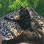 animal, blanket, cat, daylight, ear, fur, grass, greenery, leisure, leopard_print, nature, outdoor, paw, pet, relaxing, resting, shadow, sunlight, tortoiseshell_cat, whiskers