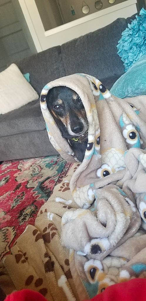 Goliath joined the competition — help win amazing prizes! bed_sheet, bedding, blanket, cephalopod, comfort, companion_dog, dog_breed, fish, fur, grey, linens, marine_invertebrates, non_sporting_group, pattern, personal_protective_equipment, stuffed_toy, textile, winter, wood, working_animal