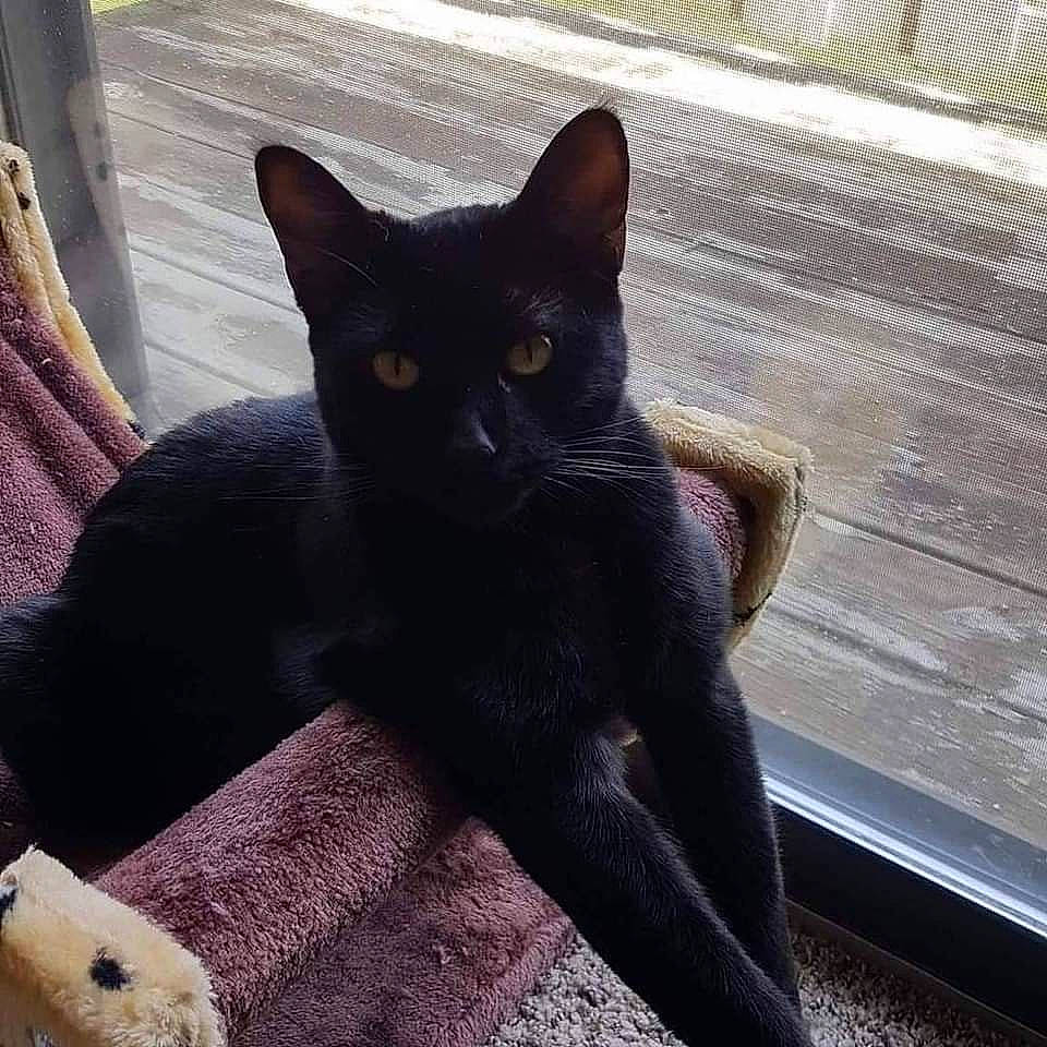 Bella joined the competition — help win amazing prizes! black_cat, bombay, carnivore, cat, claw, comfort, domestic_short_haired_cat, felidae, fur, grey, havana_brown, paw, plant, shadow, sitting, small_to_medium_sized_cats, snout, tail, terrestrial_animal, whiskers