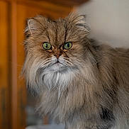 Lawson participe au concours pour gagner de l'argent avec cette photo : cat, fluffy, green_eyes, persian_cat, long_hair, pet, indoor, feline, animal, portrait, close_up, whiskers, fur, tabby, cute, domestic_cat, mammal, face, looking, sitting