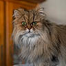 cat, fluffy, green_eyes, persian_cat, long_hair, pet, indoor, feline, animal, portrait, close_up, whiskers, fur, tabby, cute, domestic_cat, mammal, face, looking, sitting