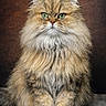 Lawson a rejoint le concours — aidez-le/la à gagner de superbes lots ! cat, fluffy, long_hair, green_eyes, sitting, wooden_floor, brown_background, portrait, feline, pet, animal, fur, cute, domestic_cat, whiskers, indoor, looking_at_camera, mammal, close_up, serious_expression
