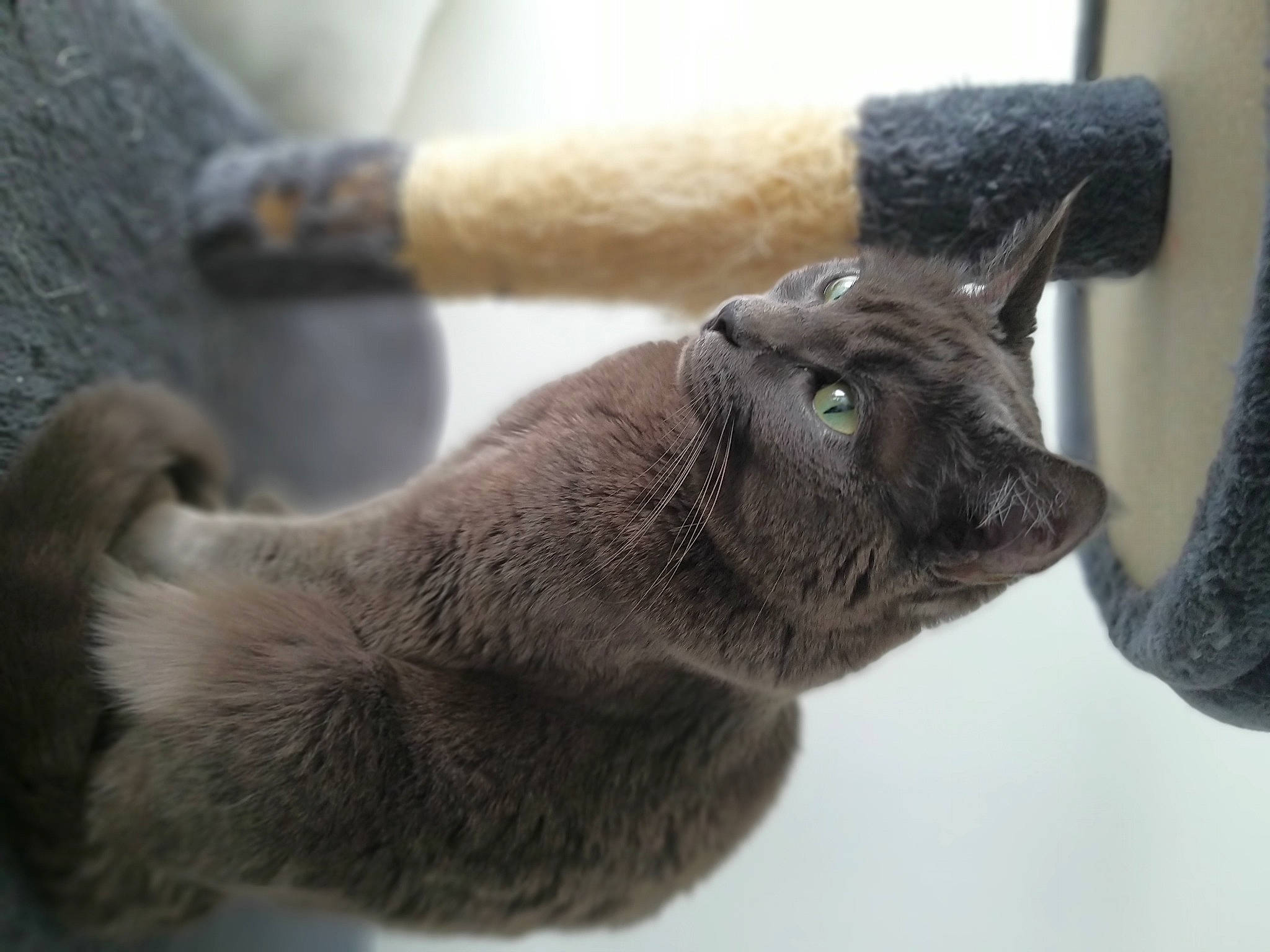 Shana a rejoint le concours — aidez-le/la à gagner de superbes lots ! carnivore, cat, claw, dog_breed, domestic_short_haired_cat, ear, fawn, felidae, fur, gesture, human_leg, paw, small_to_medium_sized_cats, sporting_group, tail, terrestrial_animal, whiskers, wildlife