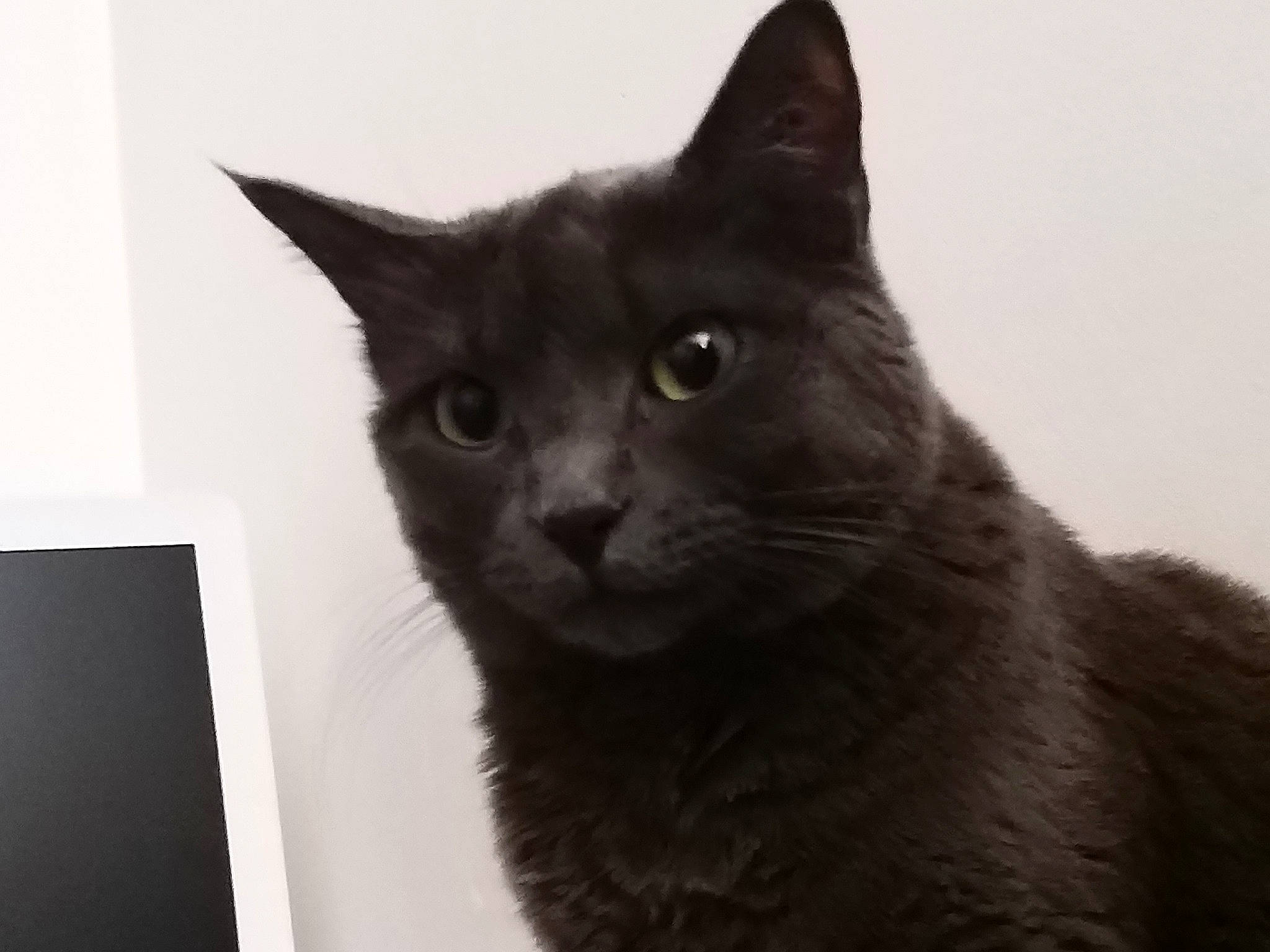 Shana participe au concours pour gagner de l'argent avec cette photo : black_cat, bombay, carnivore, cat, domestic_short_haired_cat, felidae, fur, monochrome, monochrome_photography, small_to_medium_sized_cats, snout, terrestrial_animal, whiskers