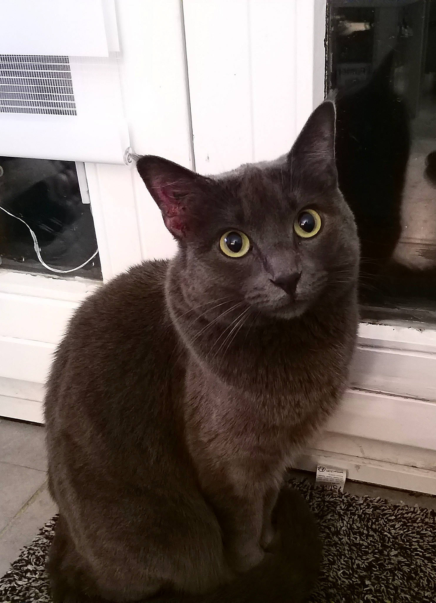 Shana a rejoint le concours — aidez-le/la à gagner de superbes lots ! black_cat, carnivore, cat, domestic_short_haired_cat, felidae, fur, grey, monochrome, monochrome_photography, russian_blue, small_to_medium_sized_cats, snout, tail, terrestrial_animal, whiskers