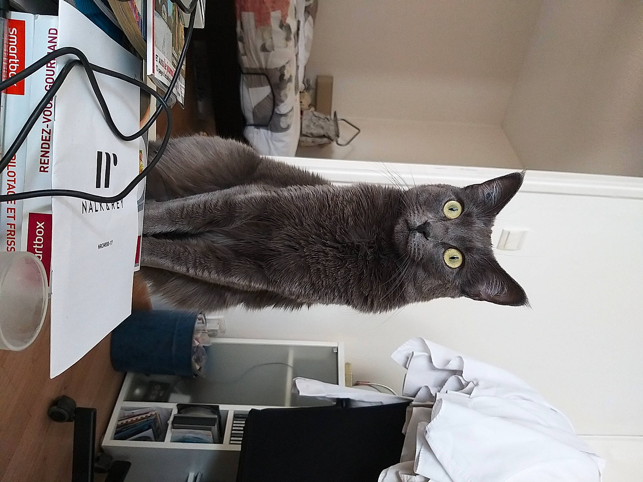 Shana participe au concours pour gagner de l'argent avec cette photo : art, black_cat, carmine, carnivore, cat, domestic_short_haired_cat, felidae, fur, grey, room, russian_blue, small_to_medium_sized_cats, table, tail, vertebrate, visual_arts, whiskers