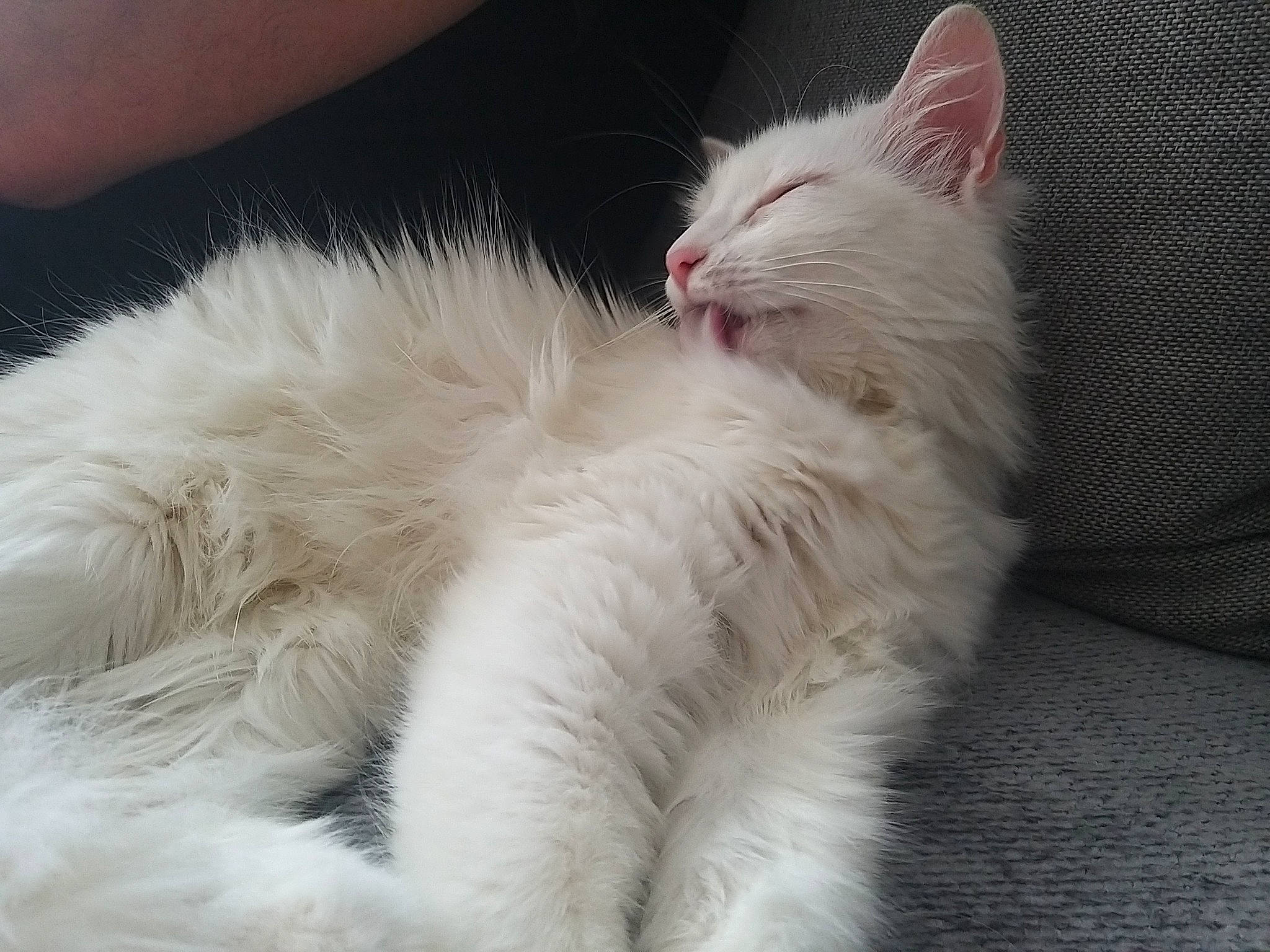 Loki a rejoint le concours — aidez-le/la à gagner de superbes lots ! carnivore, cat, claw, comfort, domestic_short_haired_cat, eye, fawn, felidae, foot, fur, head, nap, paw, ragdoll, sleep, small_to_medium_sized_cats, snout, tail, terrestrial_animal, whiskers