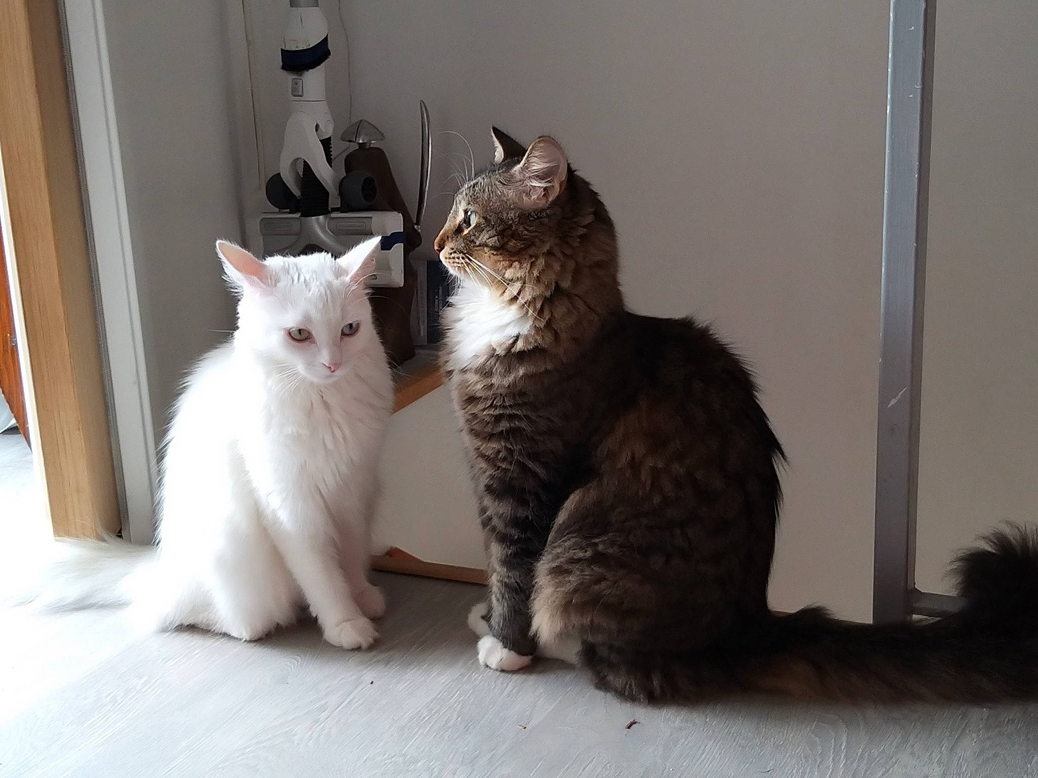 Loki participe au concours pour gagner de l'argent avec cette photo : carnivore, cat, claw, comfort, domestic_short_haired_cat, eye, felidae, fur, grey, paw, sitting, small_to_medium_sized_cats, snout, tail, terrestrial_animal, whiskers, window