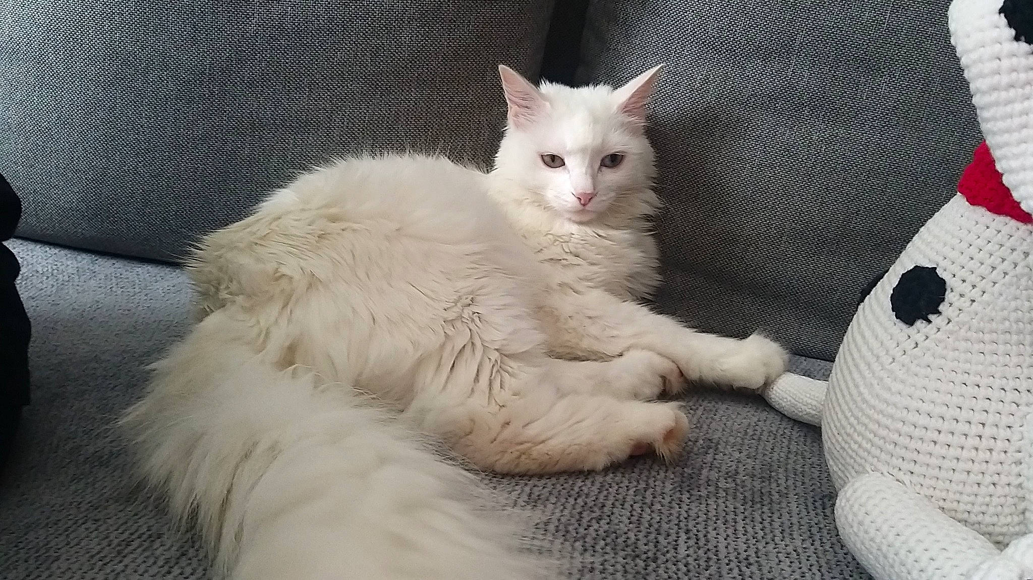 Loki a rejoint le concours — aidez-le/la à gagner de superbes lots ! carnivore, cat, claw, comfort, domestic_short_haired_cat, felidae, foot, fur, leg, paw, sitting, small_to_medium_sized_cats, snout, tail, whiskers