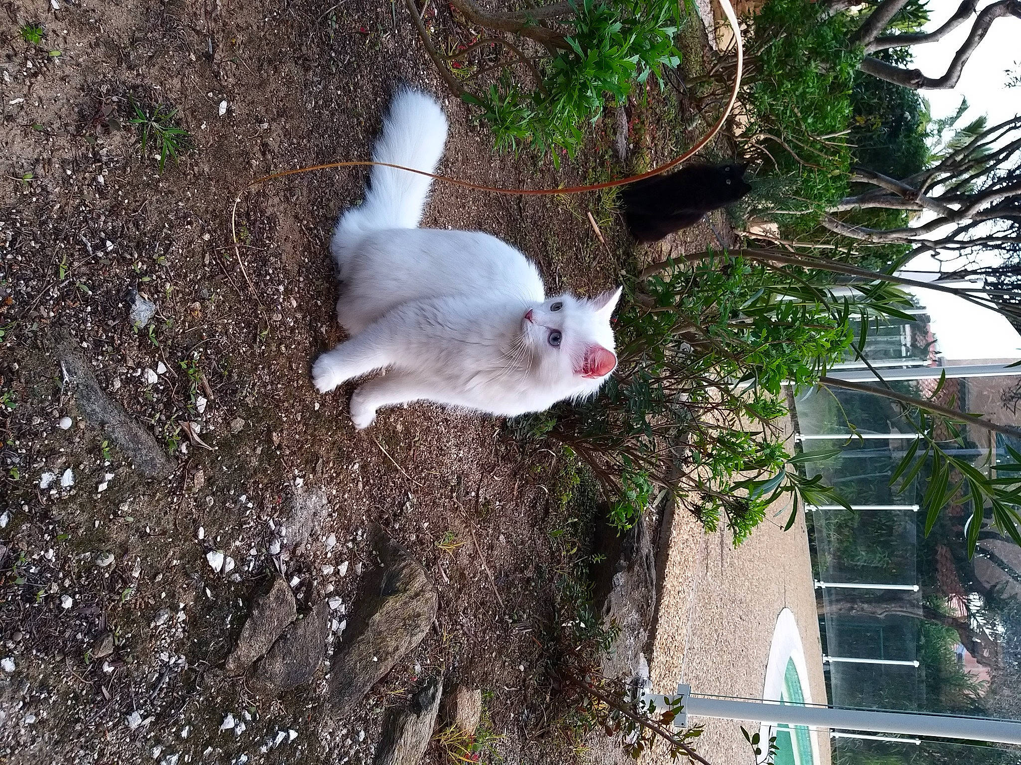 Loki participe au concours pour gagner de l'argent avec cette photo : building, canidae, carnivore, cat, domestic_short_haired_cat, fawn, felidae, fur, grass, plant, shrub, small_to_medium_sized_cats, snout, sporting_group, tail, tree, twig, whiskers, window, wood