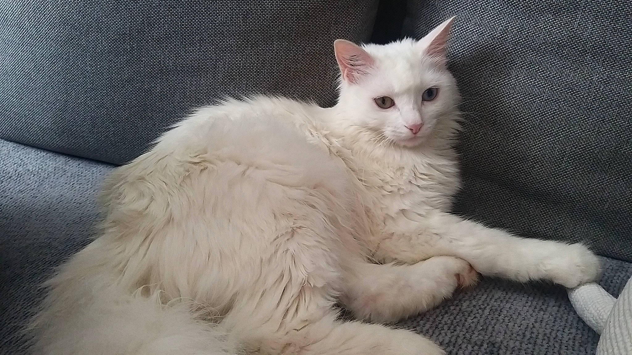 Loki participe au concours pour gagner de l'argent avec cette photo : carnivore, cat, claw, comfort, domestic_short_haired_cat, eye, felidae, fur, head, paw, small_to_medium_sized_cats, snout, tail, terrestrial_animal, whiskers