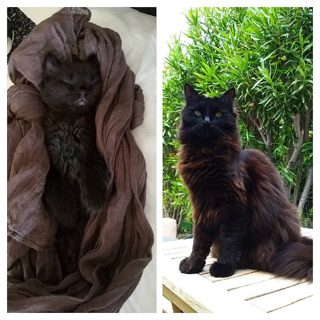 Smokey a rejoint le concours — aidez-le/la à gagner de superbes lots ! black, black_cat, bombay, carnivore, cat, domestic_short_haired_cat, felidae, fur, grass, leather_jacket, liver, photograph, plant, sleeve, small_to_medium_sized_cats, snout, tail, terrestrial_animal, vertebrate, whiskers