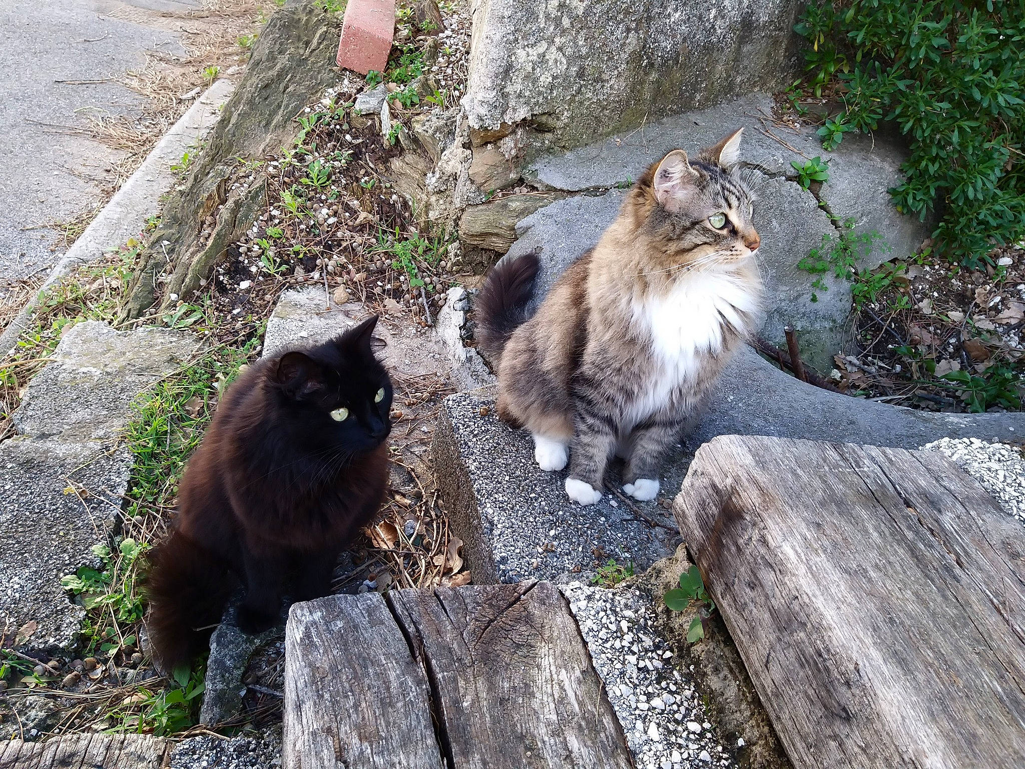 Smokey a rejoint le concours — aidez-le/la à gagner de superbes lots ! carnivore, cat, companion_dog, domestic_short_haired_cat, fawn, felidae, fur, grass, grey, groundcover, mammal, organism, plant, road_surface, rock, sitting, small_to_medium_sized_cats, tail, terrestrial_animal, whiskers