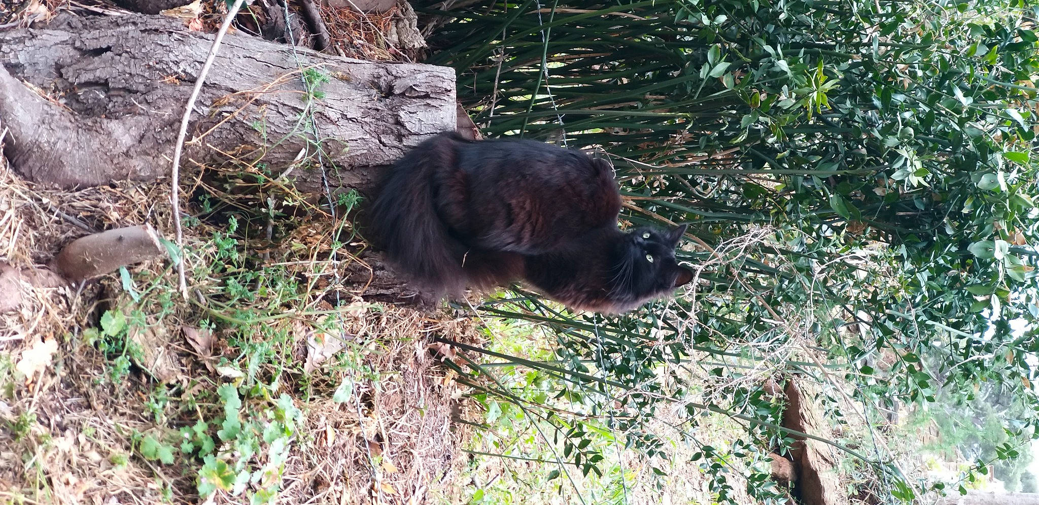 Smokey a rejoint le concours — aidez-le/la à gagner de superbes lots ! carnivore, dog_breed, forest, fur, grass, jungle, liver, natural_material, nature_reserve, organism, plant, soil, sporting_group, terrestrial_animal, terrestrial_plant, tree, trunk, twig, wildlife, wood
