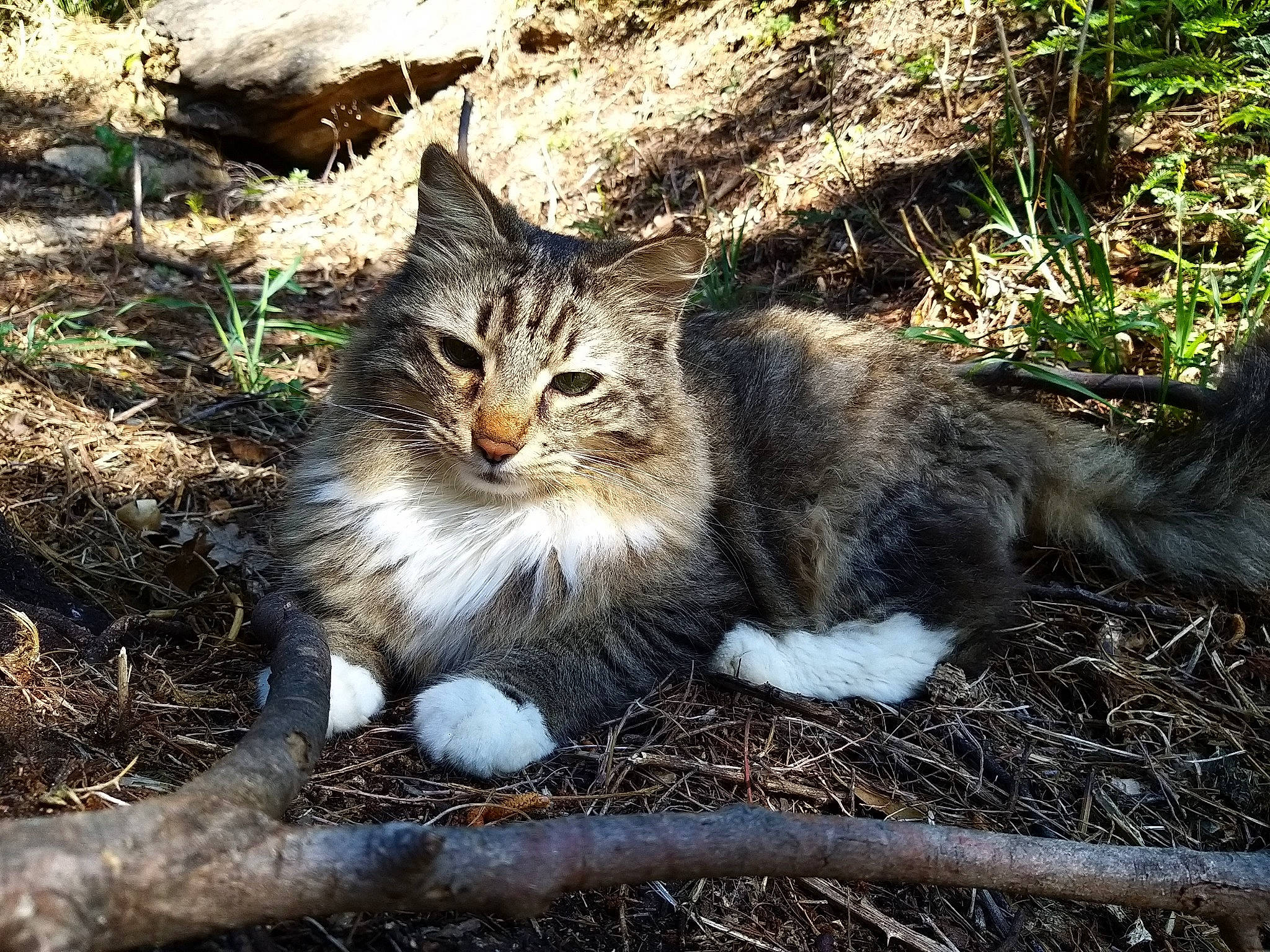 Pilou a rejoint le concours — aidez-le/la à gagner de superbes lots ! carnivore, cat, domestic_short_haired_cat, eye, fawn, felidae, fur, grass, groundcover, herbaceous_plant, norwegian_forest_cat, paw, plant, small_to_medium_sized_cats, soil, tail, terrestrial_animal, tree, whiskers, wildlife