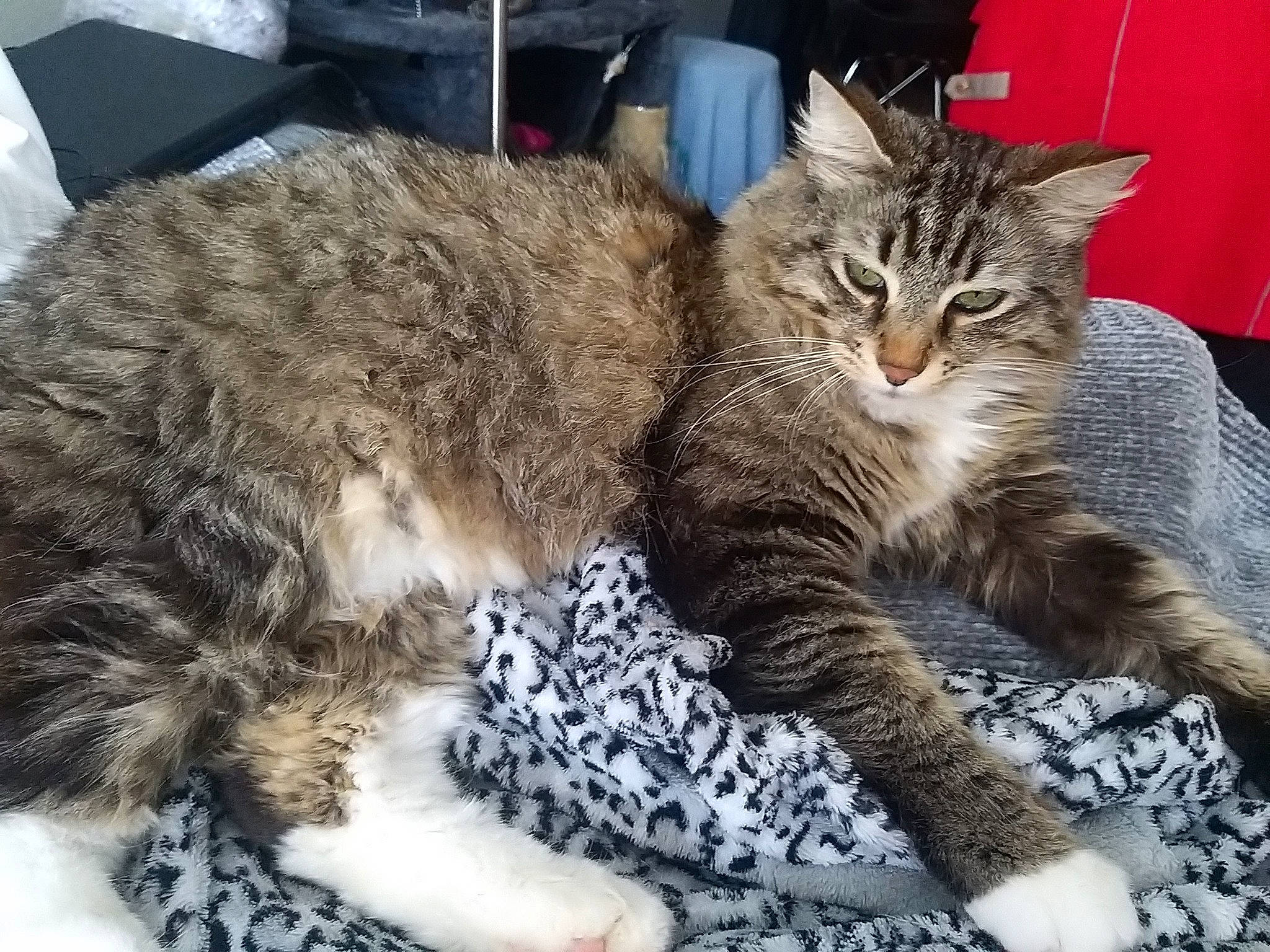 Pilou participe au concours pour gagner de l'argent avec cette photo : carnivore, cat, chair, claw, comfort, domestic_short_haired_cat, felidae, fur, nap, paw, sitting, sleep, small_to_medium_sized_cats, snout, tail, terrestrial_animal, whiskers, wildlife