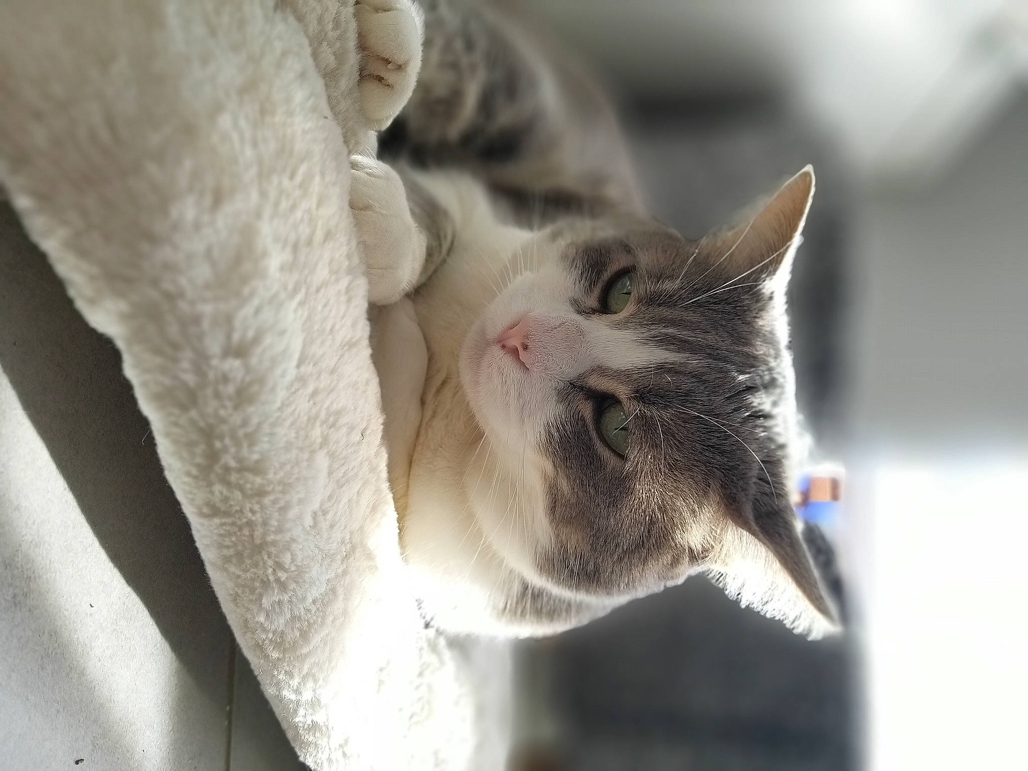 Bandit participe au concours pour gagner de l'argent avec cette photo : carnivore, cat, claw, collar, comfort, domestic_short_haired_cat, ear, fang, felidae, fur, grey, paw, plant, small_to_medium_sized_cats, whiskers, window