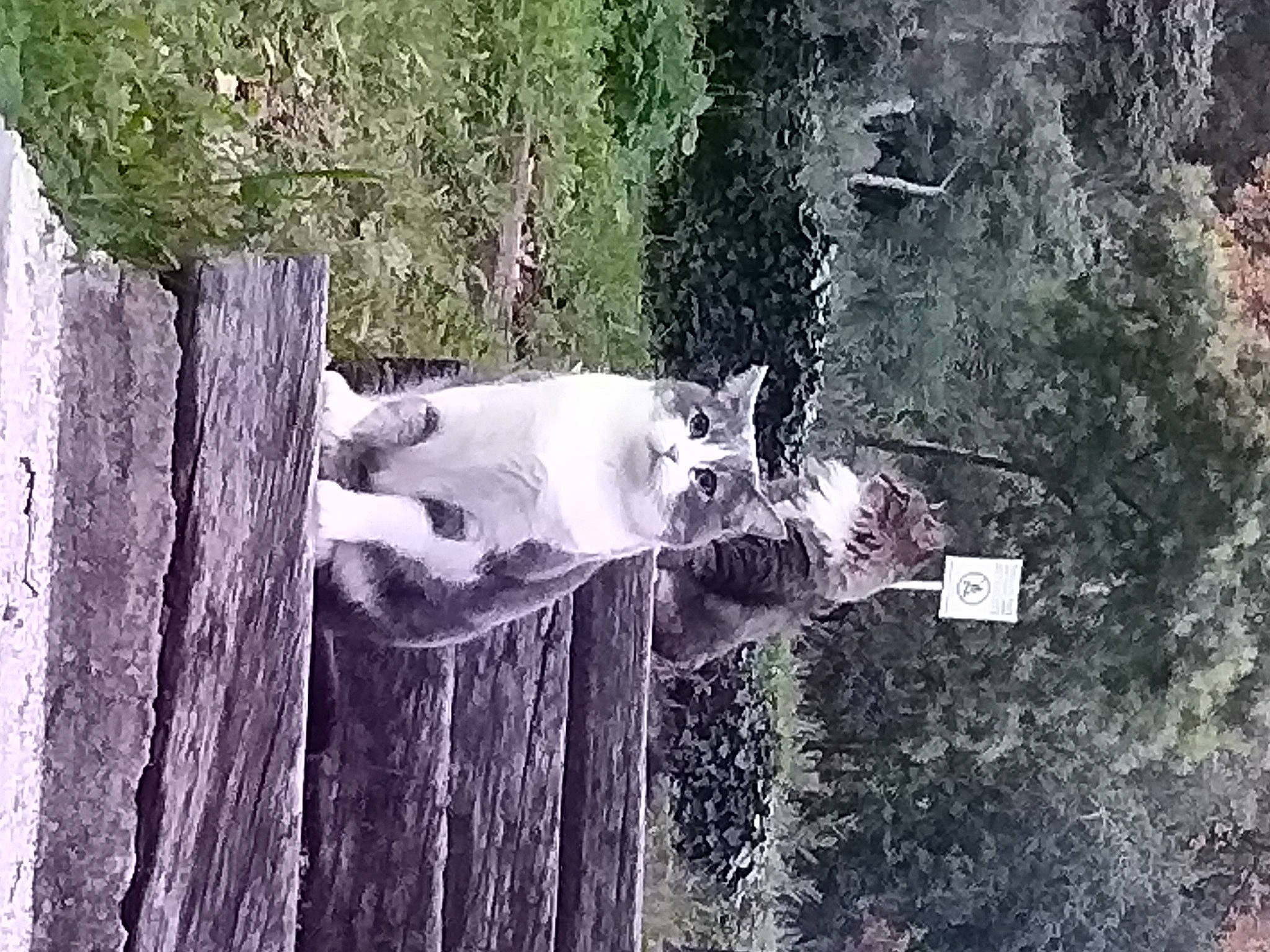 Bandit a rejoint le concours — aidez-le/la à gagner de superbes lots ! art, branch, canidae, forest, fur, grass, landscape, plant, reflection, rock, soil, sporting_group, tree, trunk, wildlife, wood