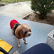 Sebastian is registered to the contest to win money with this photo: animal, bush, canine, concrete, curious, daytime, dog, domestic, furry, house, leash, nature, outdoor, pet, porch, red_sweater, residential, small_dog, walk, yard