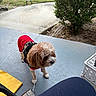 dog, pet, red_sweater, porch, outdoor, concrete, bush, leash, curious, small_dog, furry, animal, canine, walk, nature, yard, residential, house, daytime, domestic