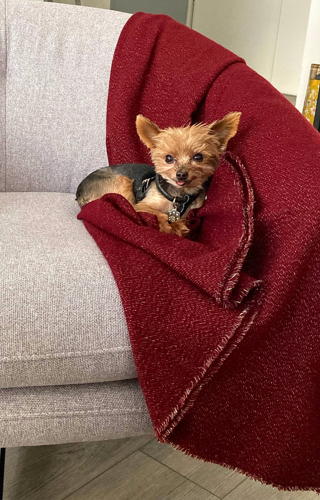 Baby Joy a rejoint le concours — aidez-le/la à gagner de superbes lots ! carnivore, cat_supply, chair, comfort, companion_dog, couch, dog_breed, fawn, felidae, flooring, fur, furniture, linens, pattern, small_to_medium_sized_cats, snout, tail, textile, whiskers, wood