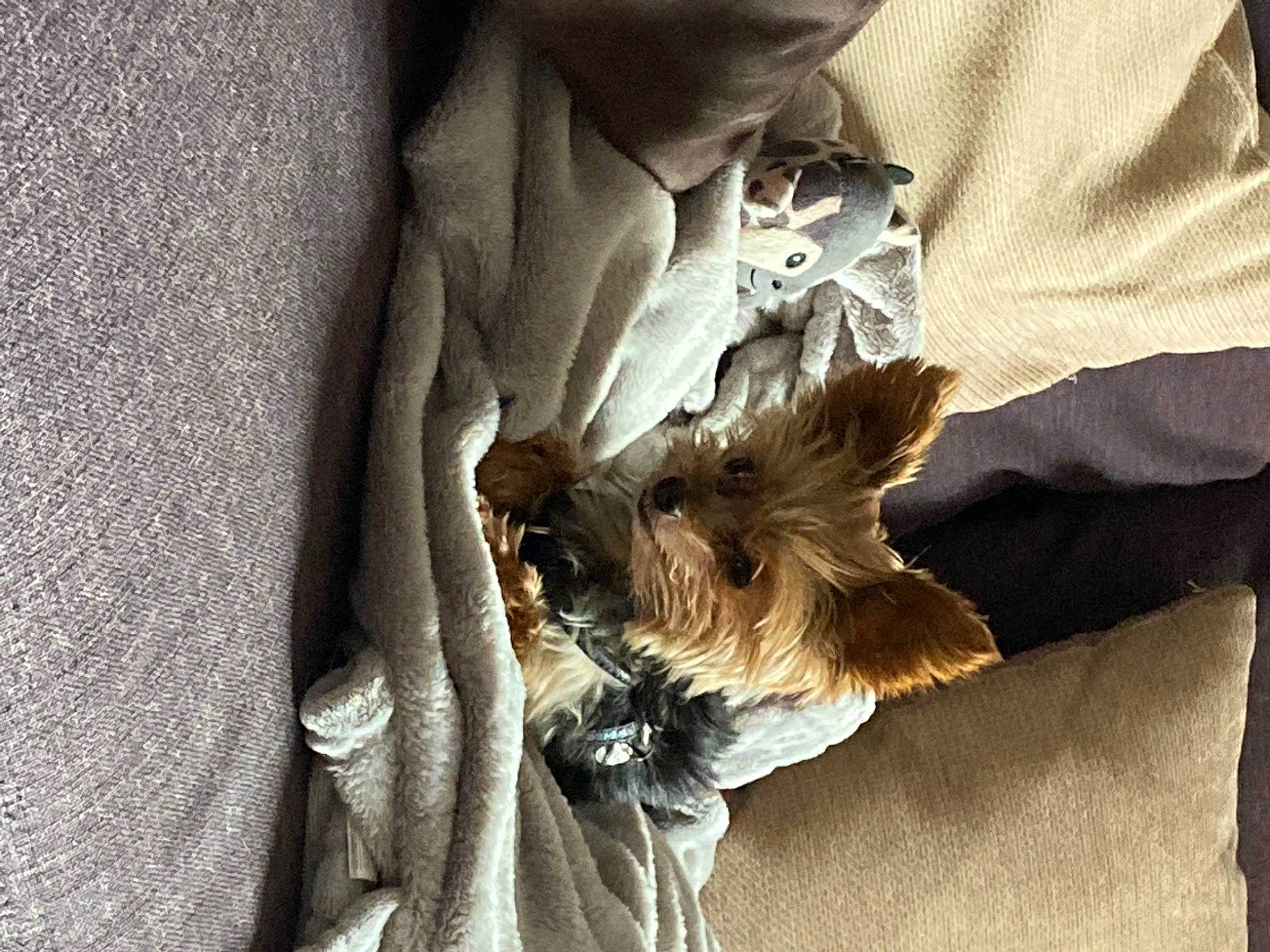 Baby Joy a rejoint le concours — aidez-le/la à gagner de superbes lots ! bat, canidae, carnivore, comfort, companion_dog, dog, dog_breed, fawn, felidae, fur, human_leg, linens, small_terrier, small_to_medium_sized_cats, sporting_group, toy_dog, trunk, whiskers, wildlife, wood