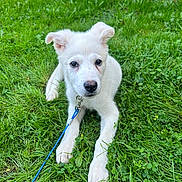 Shiloh is registered to the contest to win money with this photo: puppy, dog, grass, leash, outdoor, pet, animal, white, cute, young, playful, nature, ears, collar, green, summer, fur, canine, resting, small