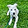 Shiloh