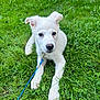 puppy, dog, grass, leash, outdoor, pet, animal, white, cute, young, playful, nature, ears, collar, green, summer, fur, canine, resting, small