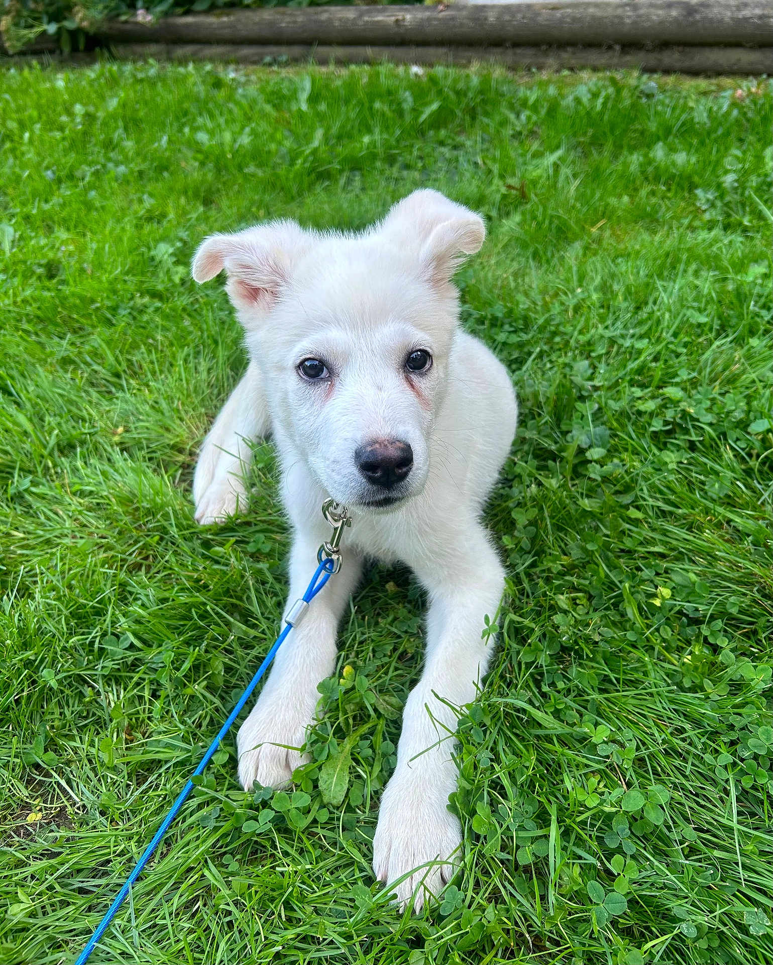 Shiloh