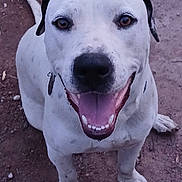 Pinto Santi joined the competition — help win amazing prizes! animal, black_ears, canine, close_up, collar, cute, dirt_ground, dog, domestic_animal, four_legs, friendly, happy, looking_up, mammal, outdoor, pet, sitting, smiling, tongue_out, white_dog