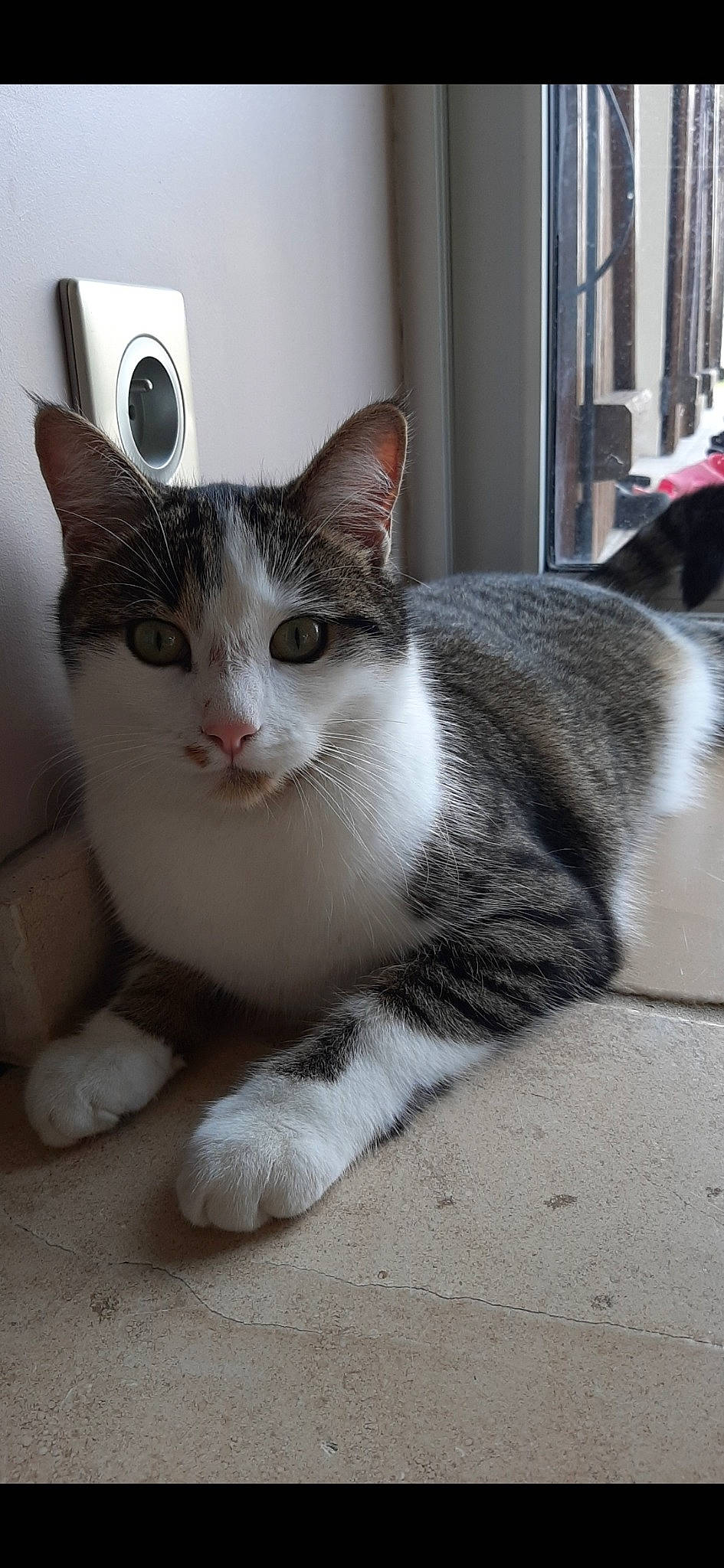 Lipton participe au concours pour gagner de l'argent avec cette photo : box, carnivore, cat, claw, domestic_short_haired_cat, felidae, flooring, foot, fur, grey, paw, peripheral, small_to_medium_sized_cats, snout, tail, whiskers, window