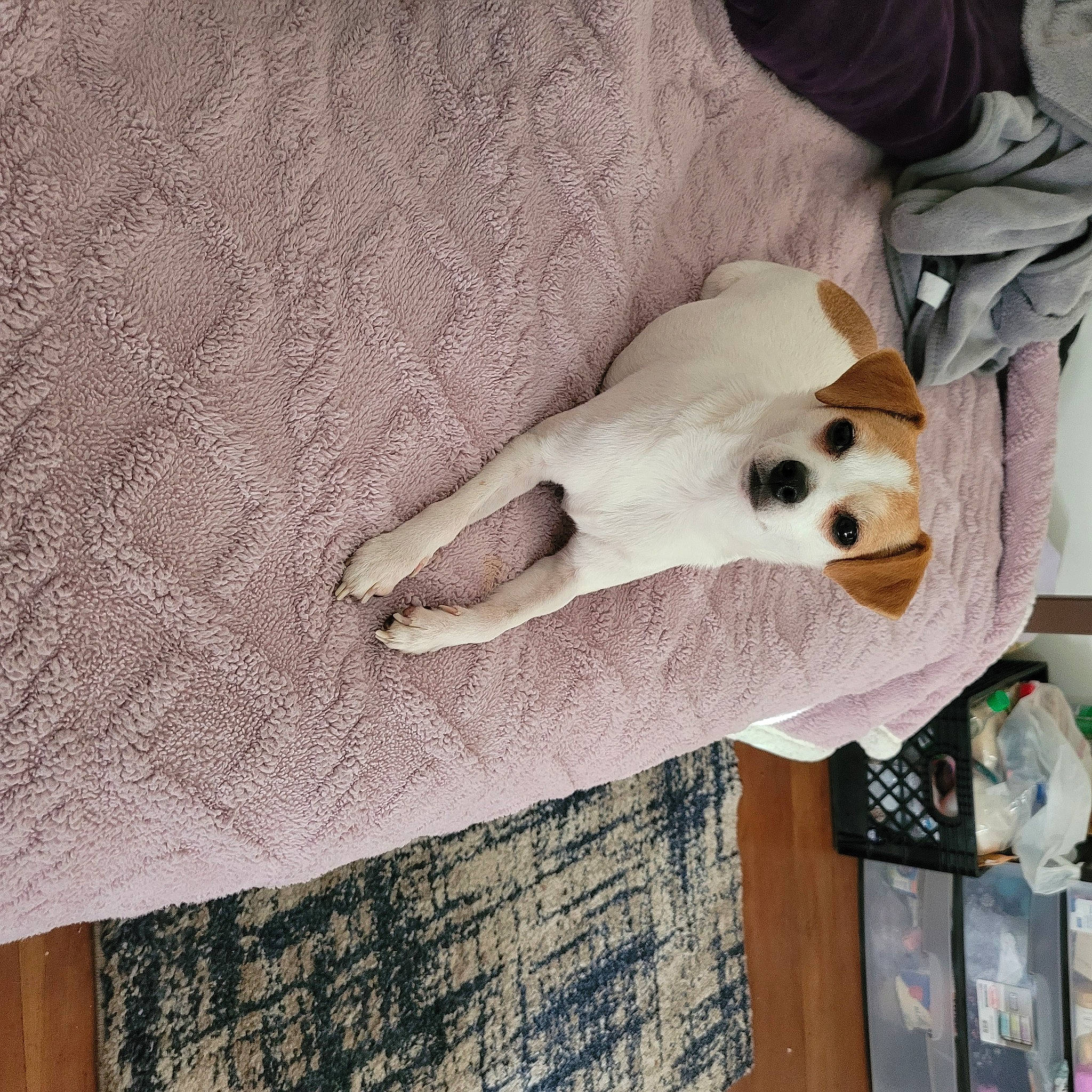 Sandy joined the competition — help win amazing prizes! ball, carnivore, comfort, companion_dog, dog, dog_breed, dog_supply, fawn, flooring, football, fur, hardwood, linens, pattern, paw, sporting_group, stuffed_toy, toy_dog, wood, working_animal