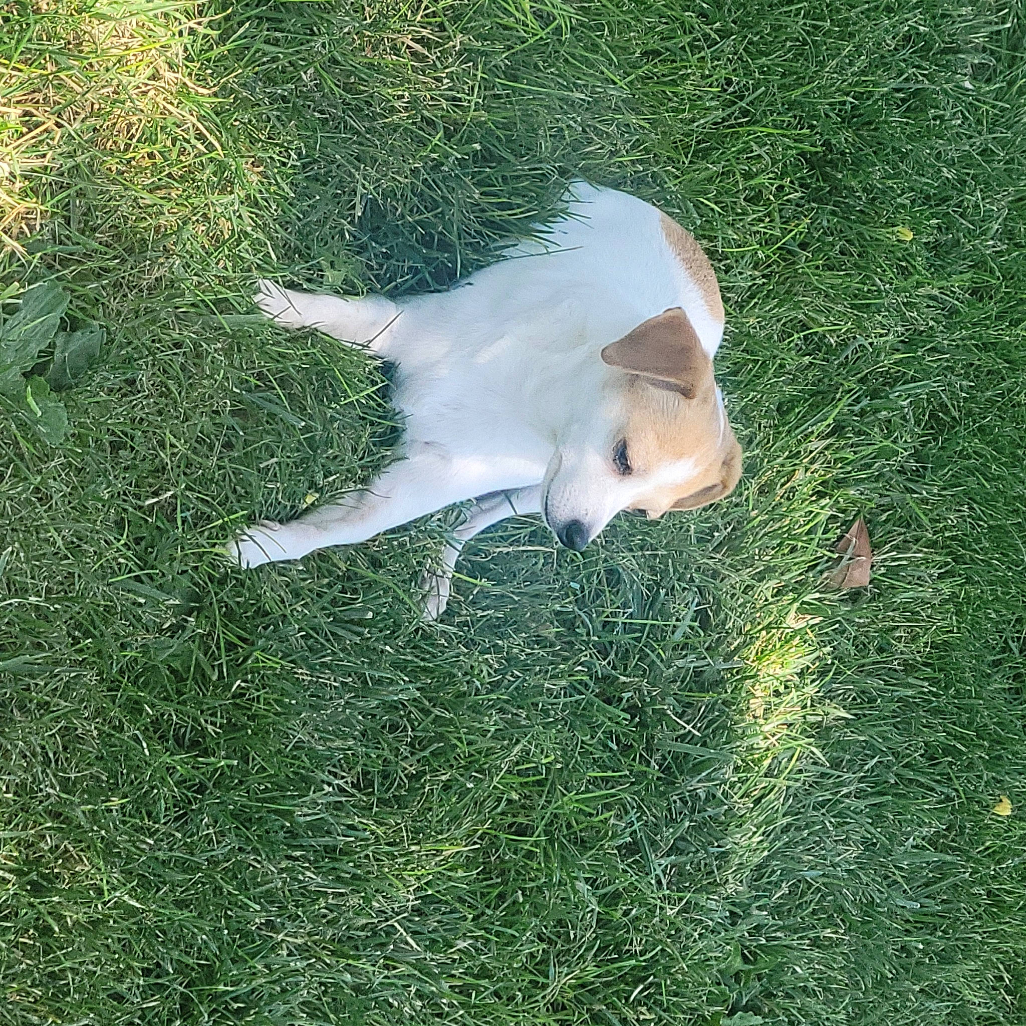 Sandy joined the competition — help win amazing prizes! canidae, carnivore, cat, companion_dog, dog_breed, fawn, felidae, fur, grass, grassland, groundcover, lawn, pasture, plant, shadow, small_to_medium_sized_cats, sporting_group, tail, terrestrial_animal, tints_and_shades