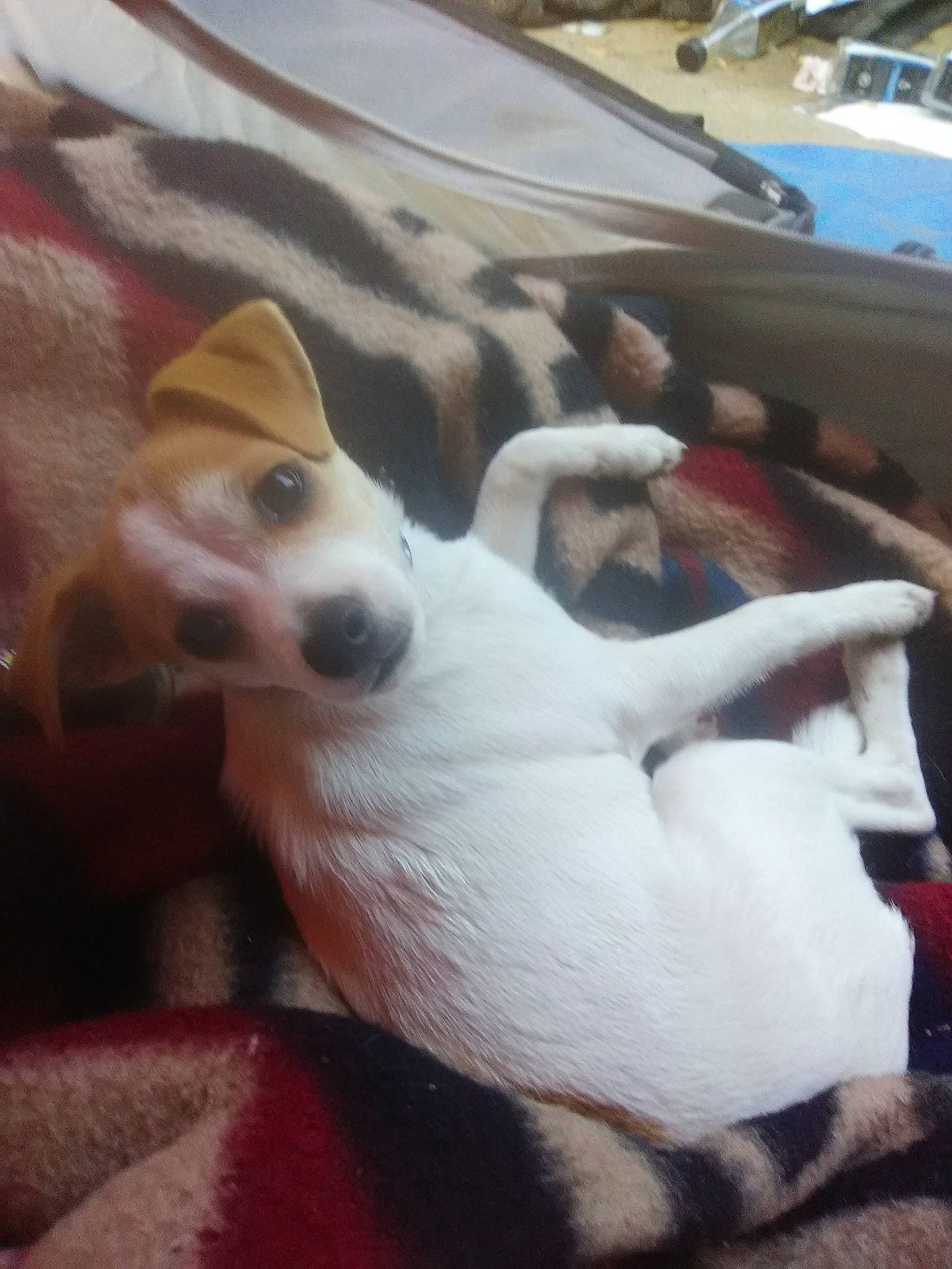 Sandy joined the competition — help win amazing prizes! canidae, cardigan_welsh_corgi, carnivore, comfort, companion_dog, dog, dog_breed, fawn, fur, mammal, paw, pomeranian, sighthound, small_to_medium_sized_cats, sporting_group, tail, toy_dog, whiskers, wood, working_animal