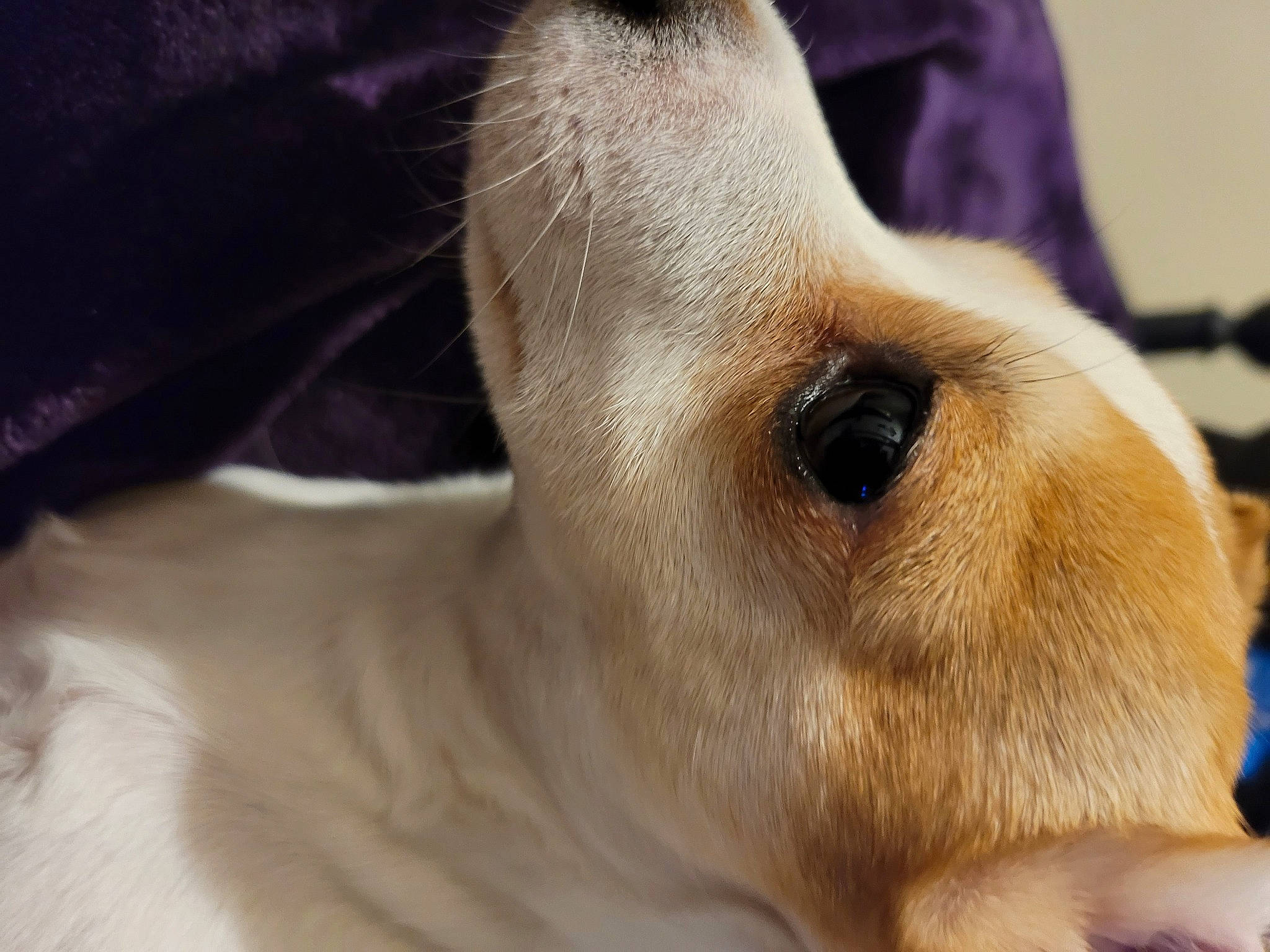 Sandy is registered to the contest to win money with this photo: canidae, carnivore, comfort, companion_dog, dog, dog_breed, ear, fawn, fur, non_sporting_group, paw, snout, sporting_group, terrestrial_animal, whiskers, wood, working_animal, wrinkle