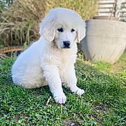 Alaska a rejoint le concours — aidez-le/la à gagner de superbes lots ! puppy, dog, grass, outdoor, pet, white, fur, cute, animal, nature, garden, plant, young, sitting, fluffy, canine, blurred_background, adorable, portrait, daylight