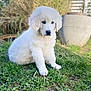 puppy, dog, grass, outdoor, pet, white, fur, cute, animal, nature, garden, plant, young, sitting, fluffy, canine, blurred_background, adorable, portrait, daylight