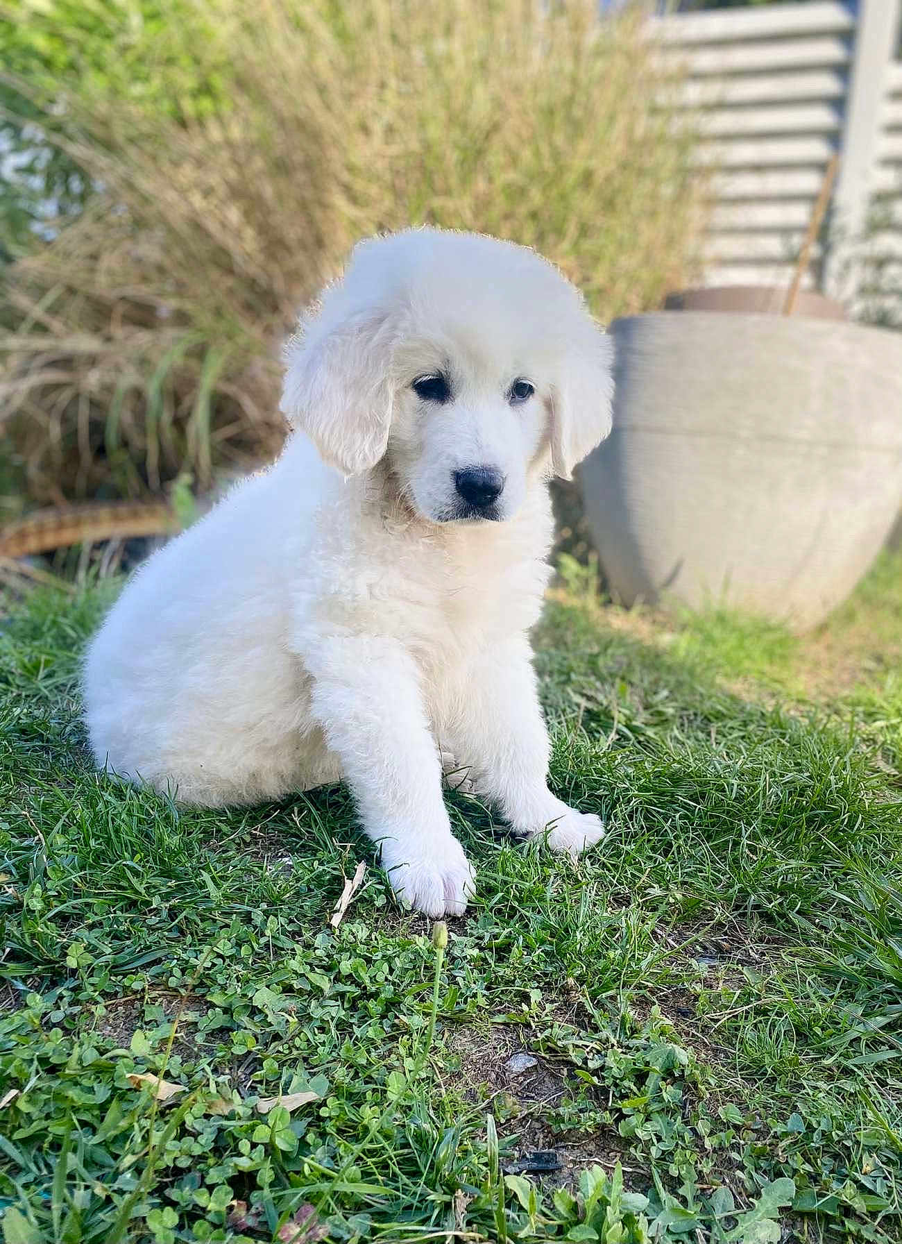 Alaska a rejoint le concours — aidez-le/la à gagner de superbes lots ! puppy, dog, grass, outdoor, pet, white, fur, cute, animal, nature, garden, plant, young, sitting, fluffy, canine, blurred_background, adorable, portrait, daylight